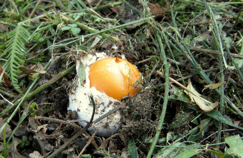 Il bosco inizia il risveglio: il castagneto